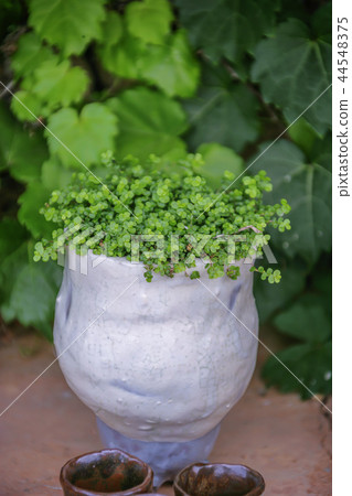 全羅南道，韓國，順天市，Nakan-eup城堡 44548375