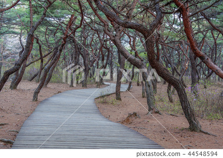 Gyeongsangbuk-do，韓國，慶州，Sansung，Soso 44548594