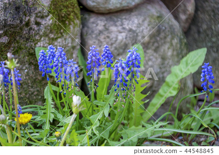 全羅南道，韓國，順天市，Nakan-eup城堡 44548845