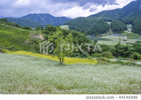 Gyeongsangbuk-do,韓國,Bonghwa,Sangjeon村,蕎麥 Gyeongsangbuk-do,韓國,Bonghwa,Sangjeon村,蕎麥 44548986