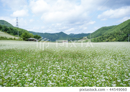 Gyeongsangbuk-do,韓國,Bonghwa,Sangjeon村,蕎麥 Gyeongsangbuk-do,韓國,Bonghwa,Sangjeon村,蕎麥 44549060