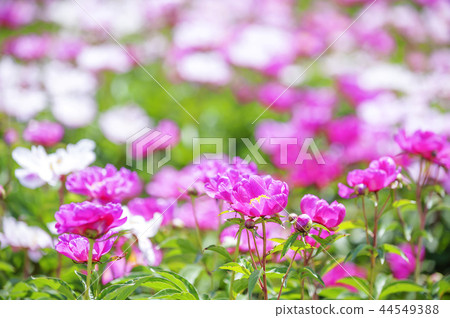 Gyeongsangbuk-do, Korea, Wonsung, Peony Gyeongsangbuk-do, Korea, Wonsung, Peony 44549388