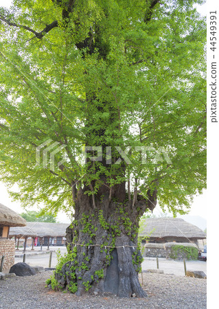 Jeollanam-do, Korea, Suncheon city, Nakan-eup castle Jeollanam-do, Korea, Suncheon city, Nakan-eup castle 44549391