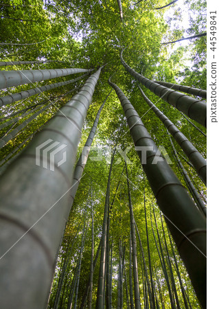 全羅南道，韓國，Damyang，Kill Plantation 44549841