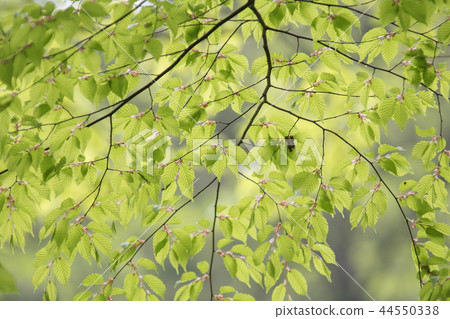 Jeollanam-do,韓國,Suncheon,Sun-am Jeollanam-do,韓國,Suncheon,Sun-am 44550338