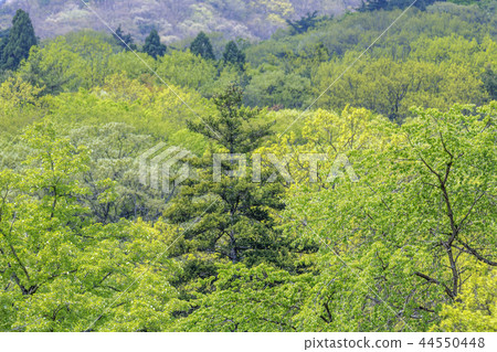 Jeollanam-do，韓國，Suncheon，Sun-am 44550448