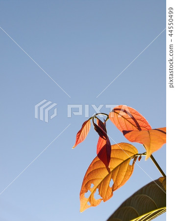 colourful red orang green plant leaves blue sky colourful red orang green plant leaves blue sky 44550499