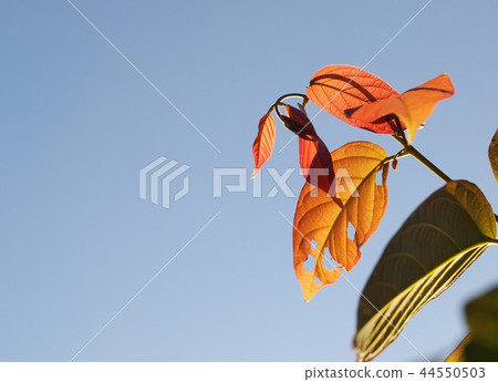 colourful red orang green plant leaves blue sky colourful red orang green plant leaves blue sky 44550503