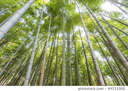 Jeollanamdo,韓國,Boseong,竹林 Jeollanamdo,韓國,Boseong,竹林 44551008