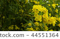 Close up yellow flowers in the garden. 44551364