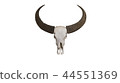 Head skull of buffalo isolated on white background 44551369
