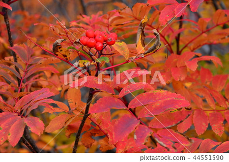 Autumn leaves of Ontakeyama Autumn leaves of Ontakeyama 44551590