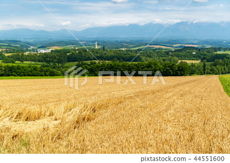 上富良野的麥田 44551600