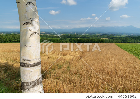 Wheat field of Kamifurano 44551602