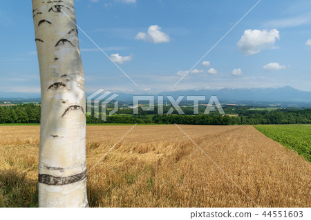 Wheat field of Kamifurano 44551603