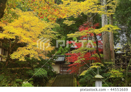 玫瑰寺 玫瑰寺 44551689