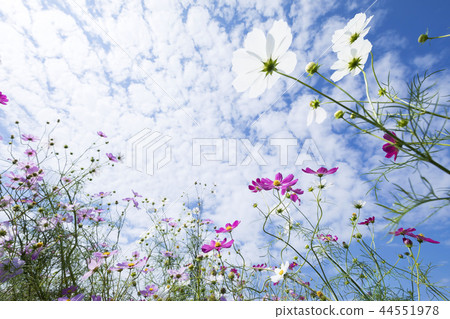  Cosmos field 44551978