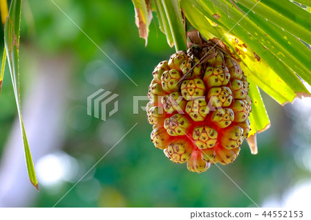 Pandanus tectorius or Pandanus odoratissimus Pandanus tectorius or Pandanus odoratissimus 44552153
