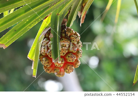 Pandanus tectorius or Pandanus odoratissimus Pandanus tectorius or Pandanus odoratissimus 44552154