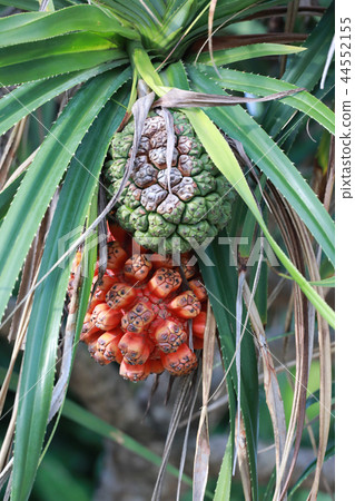 Pandanus tectorius or Pandanus odoratissimus Pandanus tectorius or Pandanus odoratissimus 44552155