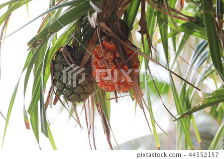 Pandanus tectorius or Pandanus odoratissimus 44552157