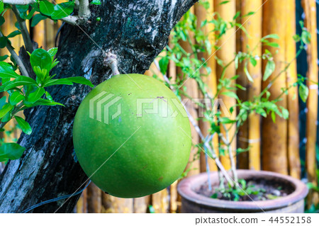 giant Pomelo on tree 44552158