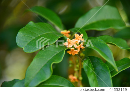 金木生之花 44552159