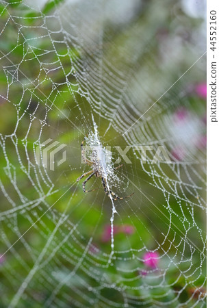 Koganegumo的網 44552160