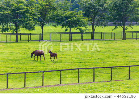 牧場風景馬 牧場風景馬 44552190
