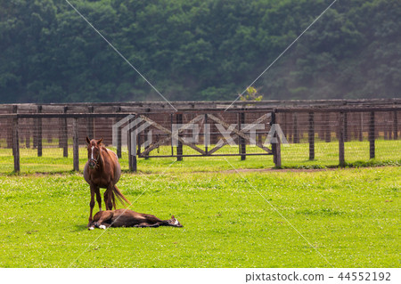 Ranch scenery horse 44552192