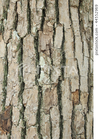 樟樹皮 樟樹皮 44552969