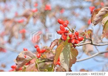 Dogwood fruit Dogwood fruit 44553017