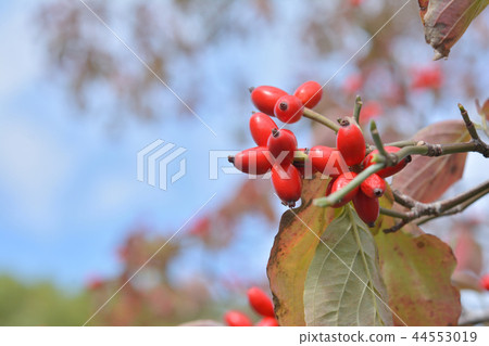 Dogwood fruit Dogwood fruit 44553019