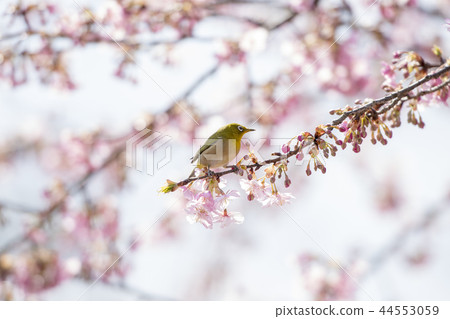 A cherry tree on the cherry tree 44553059