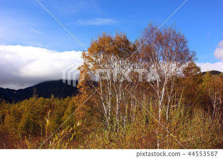 Senjogahara在秋天與燦爛的陽光（3） 44553587