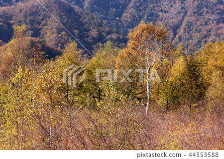 Senjogahara在秋天與燦爛的陽光（4） 44553588