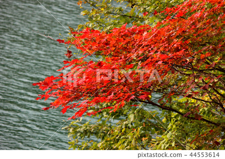 Autumn leaves by the Marunuma lake (2) Autumn leaves by the Marunuma lake (2) 44553614