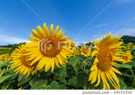 Sannokura plateau sunflower of summer 44553704