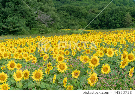夏天的Sannokura高原向日葵 夏天的Sannokura高原向日葵 44553738