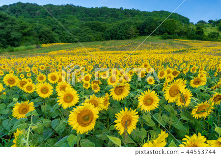 Sannokura plateau sunflower of summer 44553744