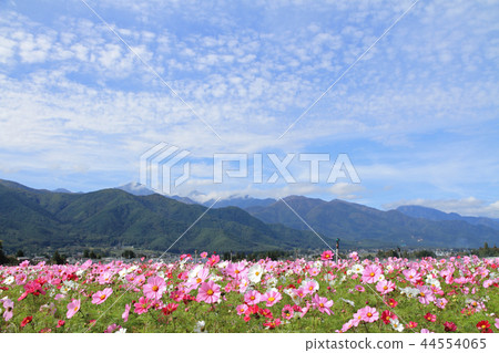 Autumn of Azumino cosmos Autumn of Azumino cosmos 44554065