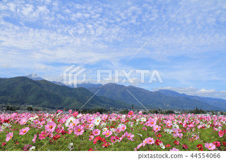 Autumn of Azumino cosmos 44554066