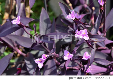 Setukureasea (purple podium) Setukureasea (purple podium) 44554094