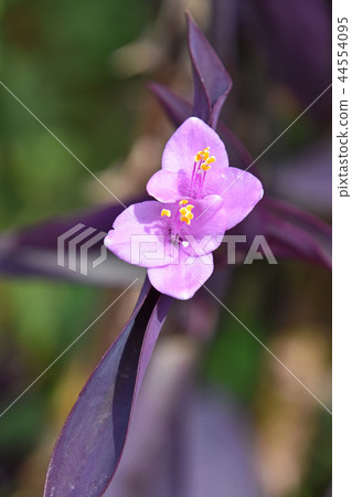 Setukureasea (purple podium) Setukureasea (purple podium) 44554095