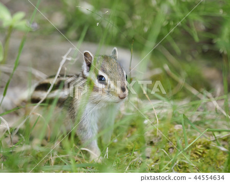 Squid lizard crawling in the grass 44554634