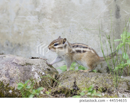 Ezo's squirrel that walks on the rock 44554635