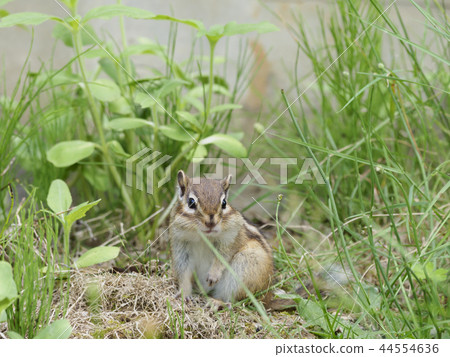 Ezo chip squirrel looking at this in the grass 44554636