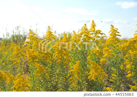 開花在露天場所的鯡魚鯖魚 開花在露天場所的鯡魚鯖魚 44555063