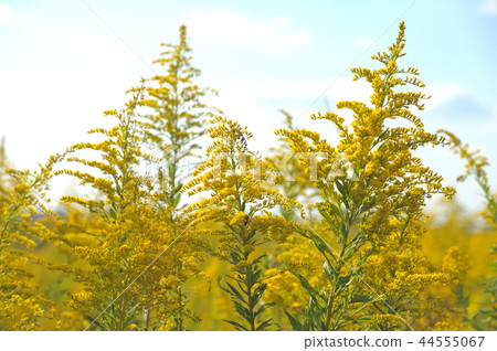 Seiitokawadassi 44555067