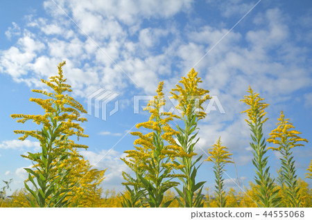 Seita Kawadachi Sow and Autumn sky Seita Kawadachi Sow and Autumn sky 44555068